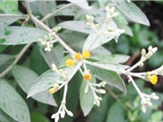 Nghiên cứu khả năng kháng khuẩn và kháng ôxi hóa của cây đại bi